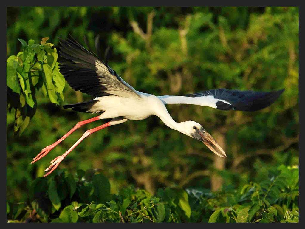 Bird,Vertebrate,Beak,Stork,Ciconiiformes,Wildlife,White stork,Wing,Organism,Adaptation