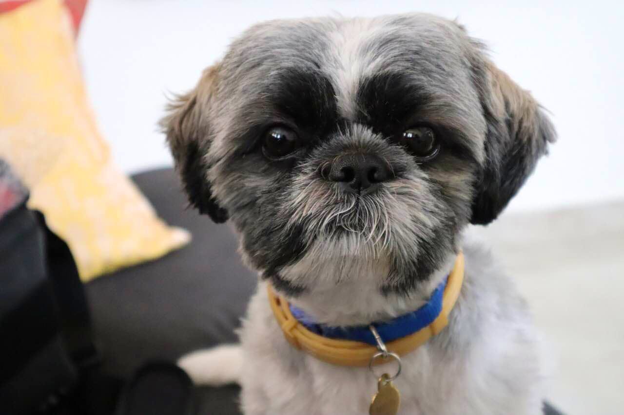 Dog,Dog breed,Canidae,Mammal,Shih tzu,Snout,Companion dog,Carnivore,Chinese imperial dog,Affenpinscher