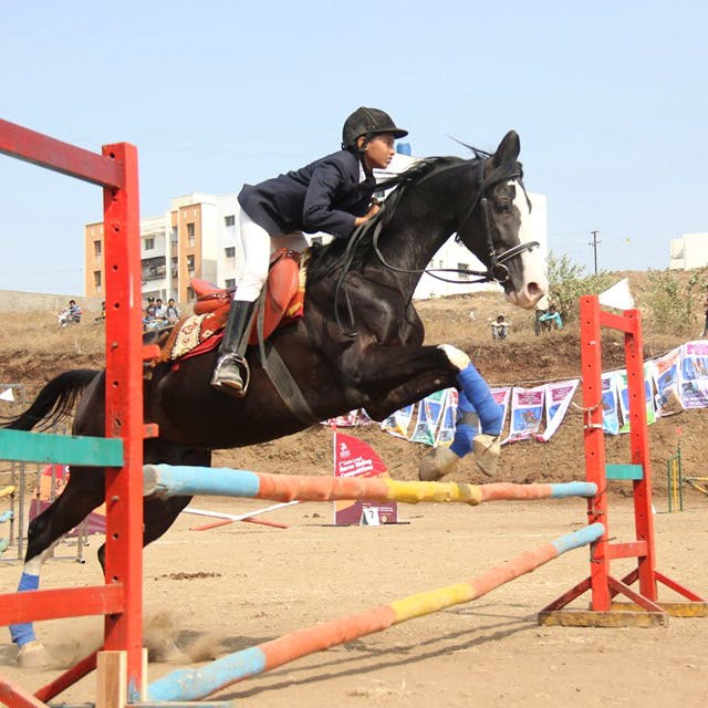 Horse,Show jumping,Rein,Bridle,Halter,Horse supplies,Mammal,English riding,Equestrianism,Equestrian