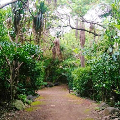 Vegetation,Nature reserve,Nature,Natural environment,Jungle,Trail,Forest,Tree,Rainforest,Natural landscape