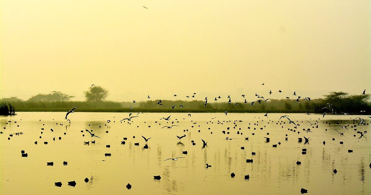 Okhla Bird Sanctuary LBB