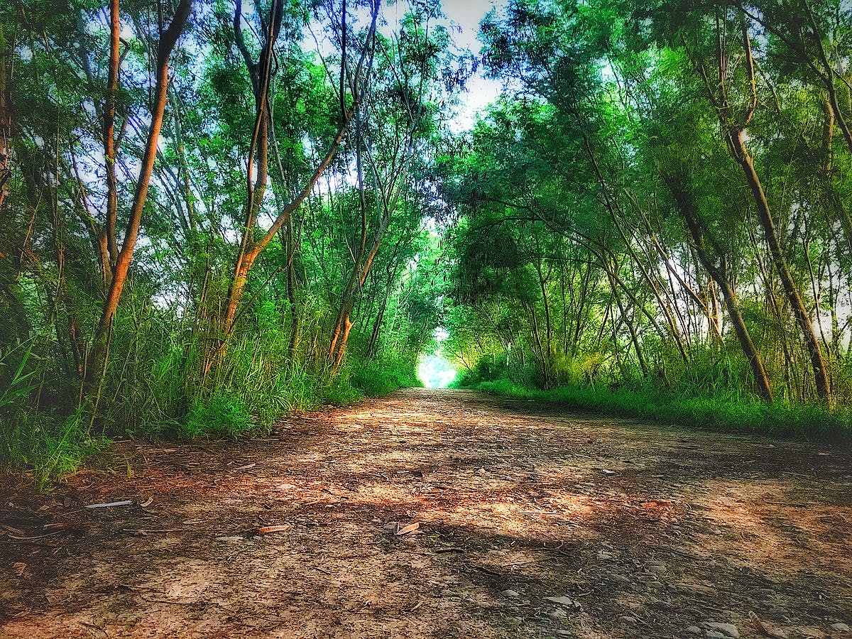 Tree,Natural landscape,Nature,Natural environment,Forest,Vegetation,Woodland,Green,Nature reserve,Dirt road