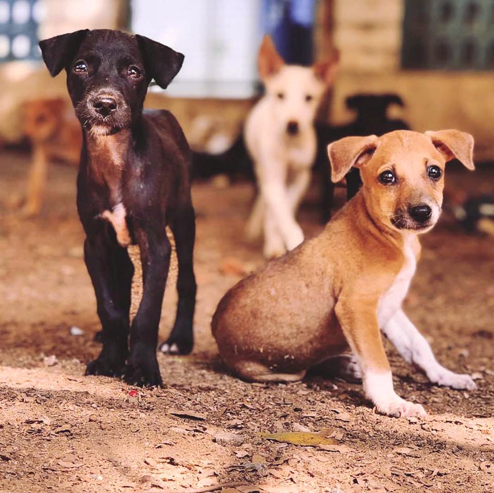 Best Animal Shelters In Chennai | LBB, Chennai