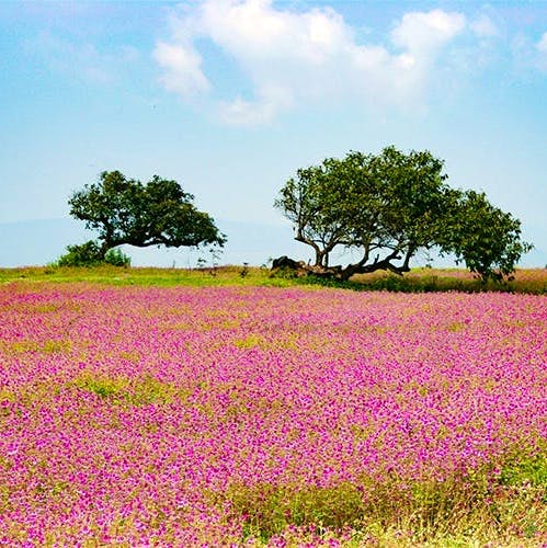 Field,Grassland,Natural environment,Plant,Flower,Prairie,Natural landscape,Meadow,Lavender,Sky