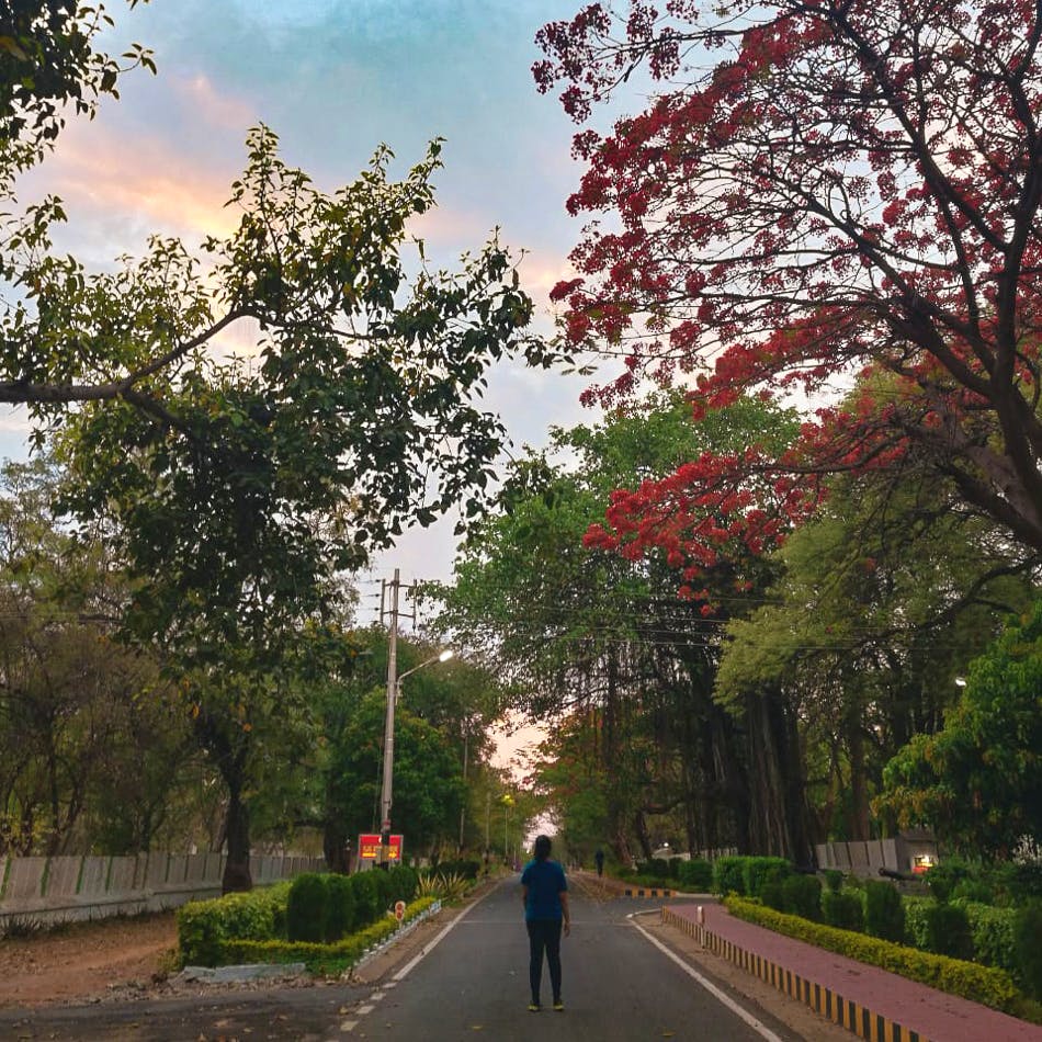 Tree,Sky,Leaf,Woody plant,Spring,Road,Plant,Morning,Branch,Thoroughfare