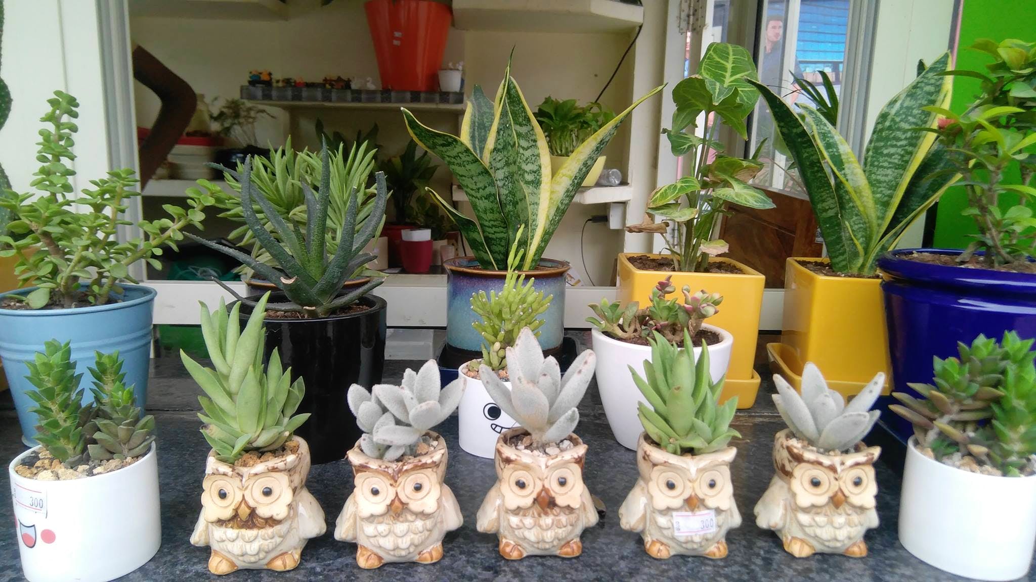 Flowerpot,Houseplant,Plant,Flower,Botany,Terrestrial plant,Cactus,Aloe,Perennial plant
