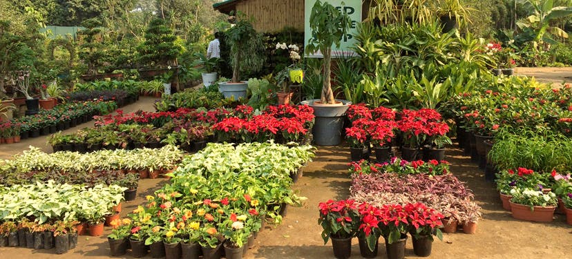 Flower,Plant,Garden,Botanical garden,Flowerpot,Botany,Shrub,Flowering plant,Landscape,Landscaping