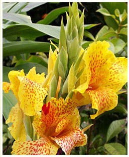 Flower,Flowering plant,Plant,Canna lily,Canna family,Yellow,Petal,Iris