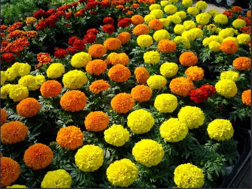 Flower,Plant,Tagetes,Landscaping,Annual plant,Natural foods,Floristry,Local food,Shrub,Garden