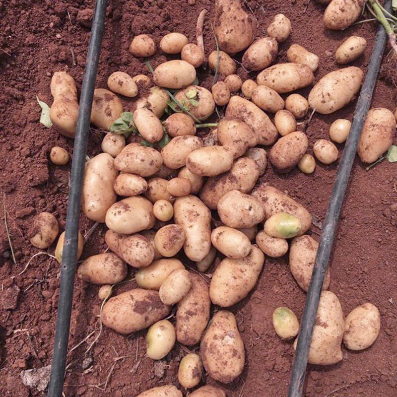 Root vegetable,Potato,Yukon gold potato,Tuber,Solanum,Vegetable,Natural foods,Food,Ullucus,Plant