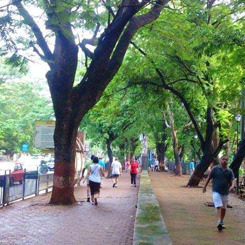 Tree,Public space,Pedestrian,Woody plant,Recreation,Plant,Leisure,Park,City,Tourism