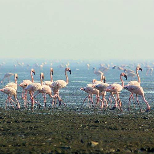 Bird,Flamingo,Vertebrate,Greater flamingo,Water bird,Beak,Wildlife,Ecoregion,Adaptation,Flock
