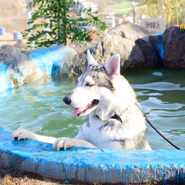 Dog,Mammal,Vertebrate,Canidae,Carnivore,Dog breed,Northern inuit dog,Czechoslovakian wolfdog,Wolfdog,Siberian husky