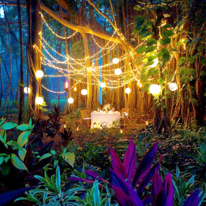 Majorelle blue,Vegetation,Light,Lighting,Tree,Night,Botany,Plant,Jungle,Forest