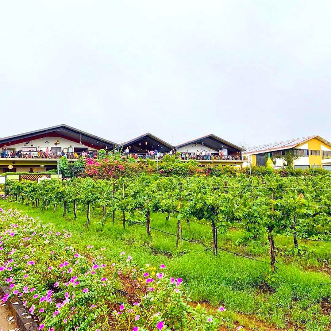 Wine Tasting Tour Sula Vineyards Nashik (Day Excursion From