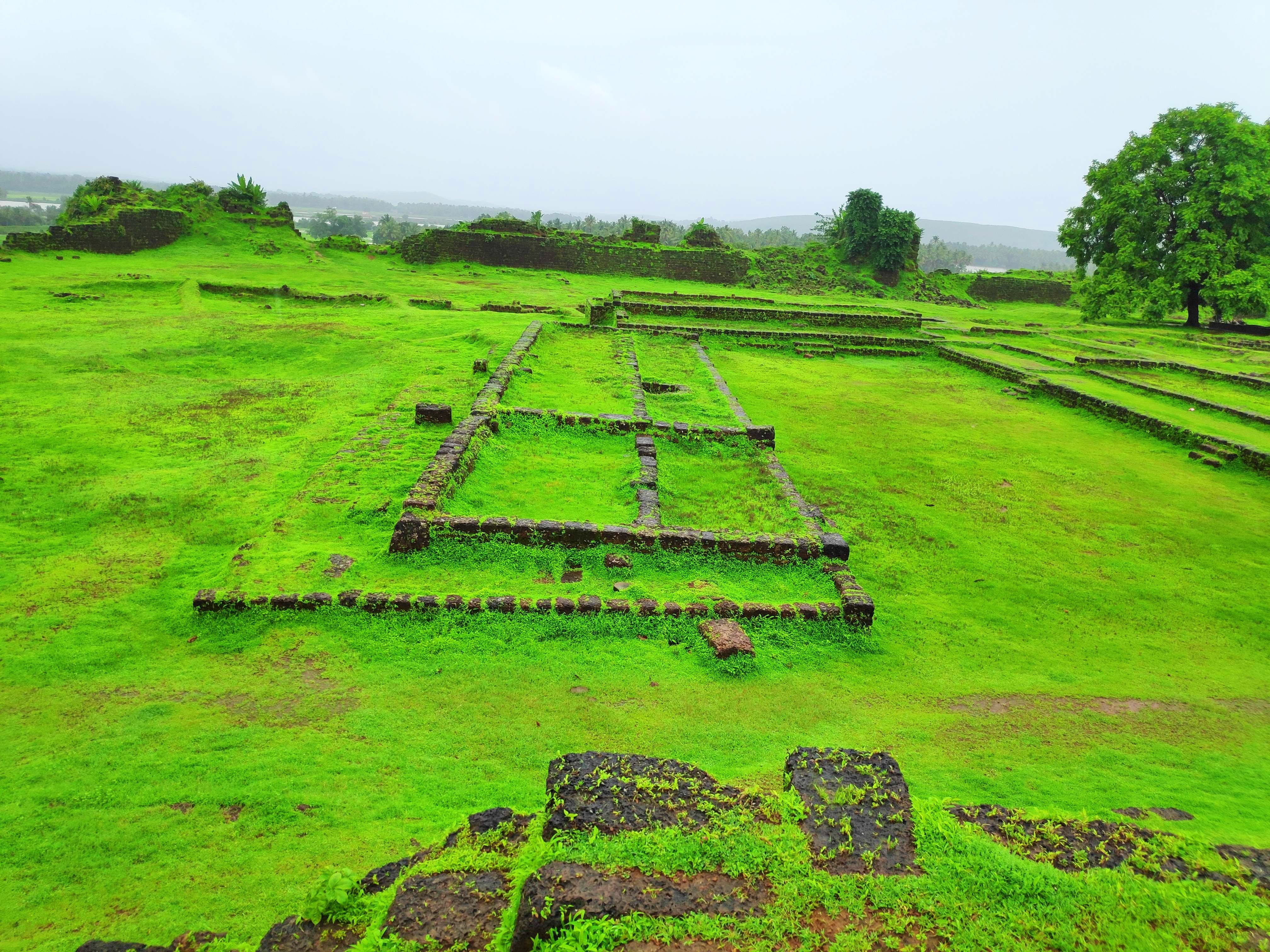 Green,Grassland,Grass,Land lot,Plantation,Hill station,Rural area,Landscape,Pasture,Grass family