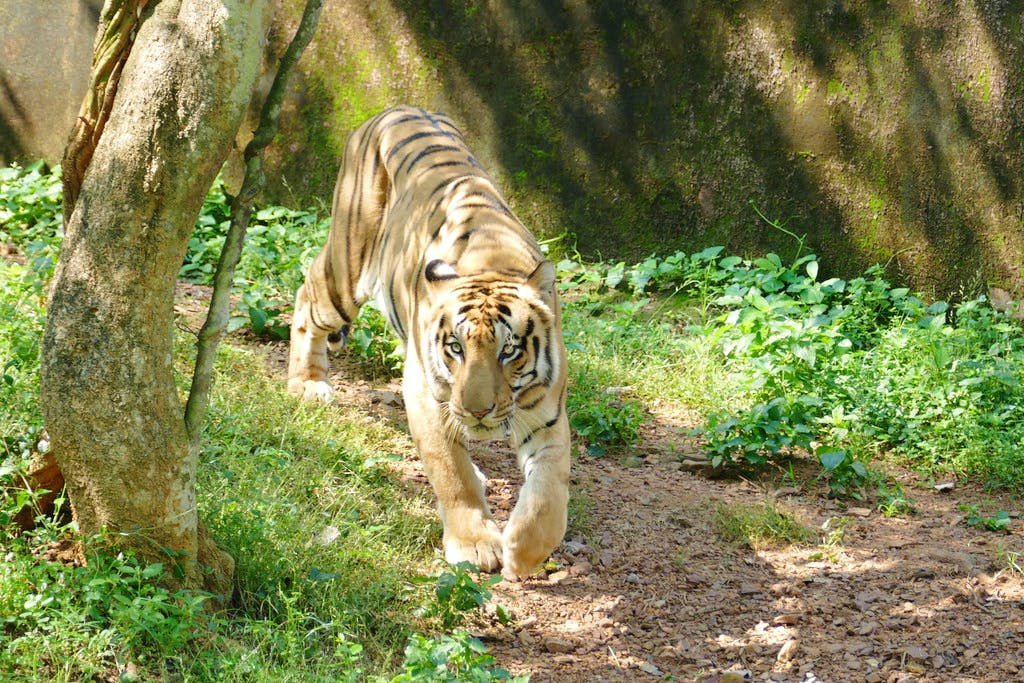 Tiger,Vertebrate,Bengal tiger,Wildlife,Mammal,Terrestrial animal,Siberian tiger,Felidae,Nature reserve,Zoo