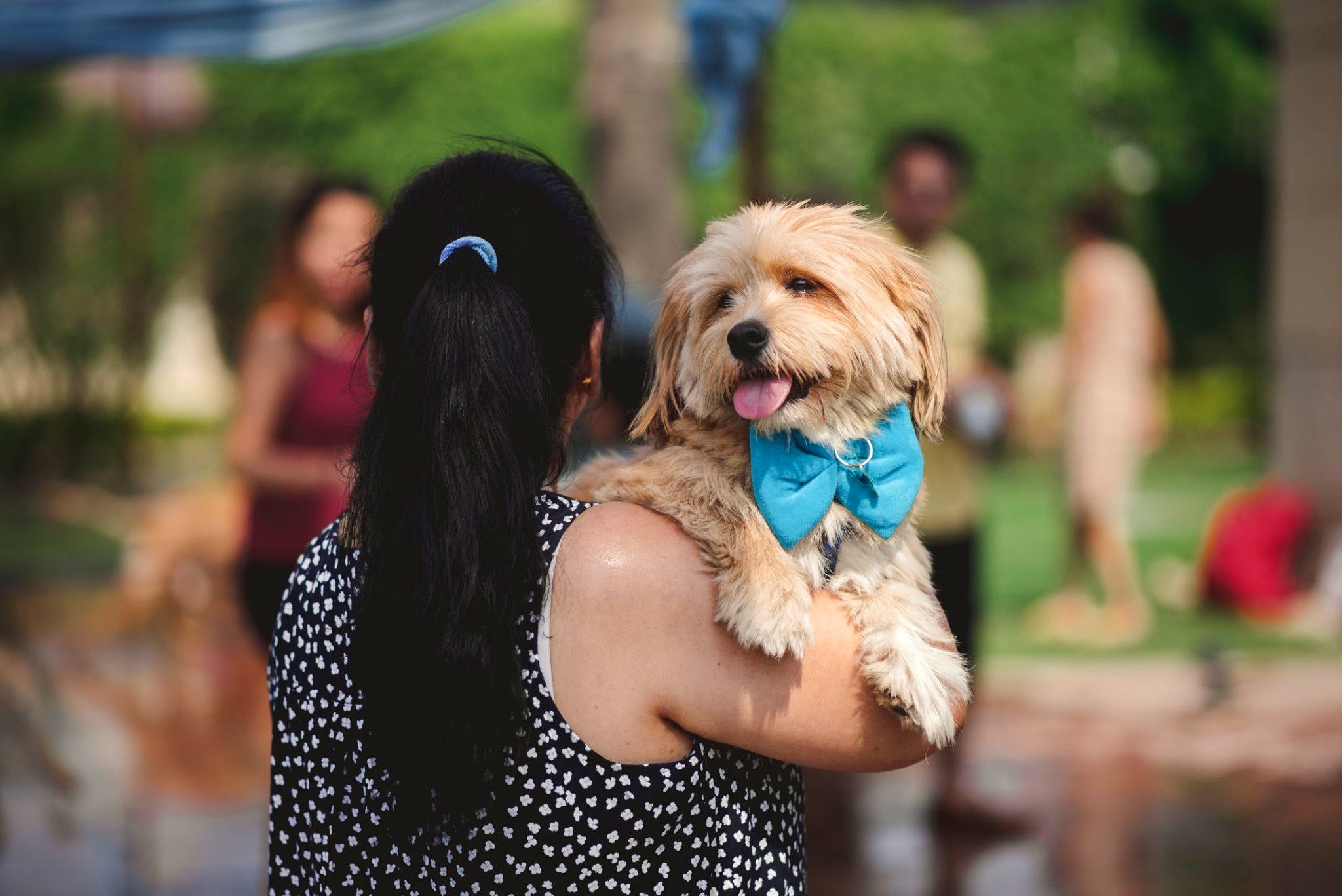 Dog,Canidae,Dog breed,Carnivore,Companion dog,Puppy,Cockapoo,Sporting Group,Rare breed (dog),Terrier