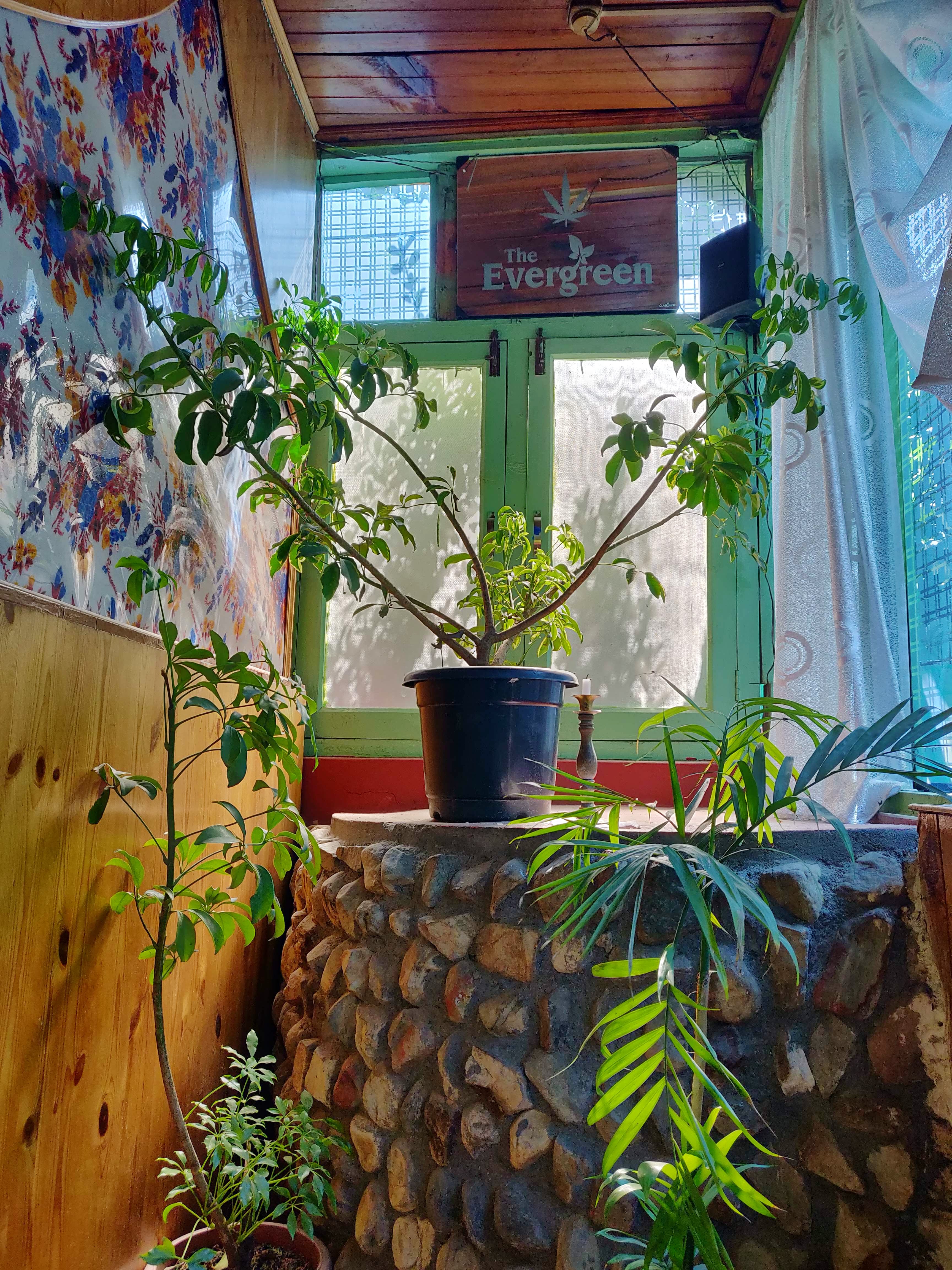 Wall,Botany,Plant,Flowerpot,Tree,Houseplant,House,Window,Room,Interior design