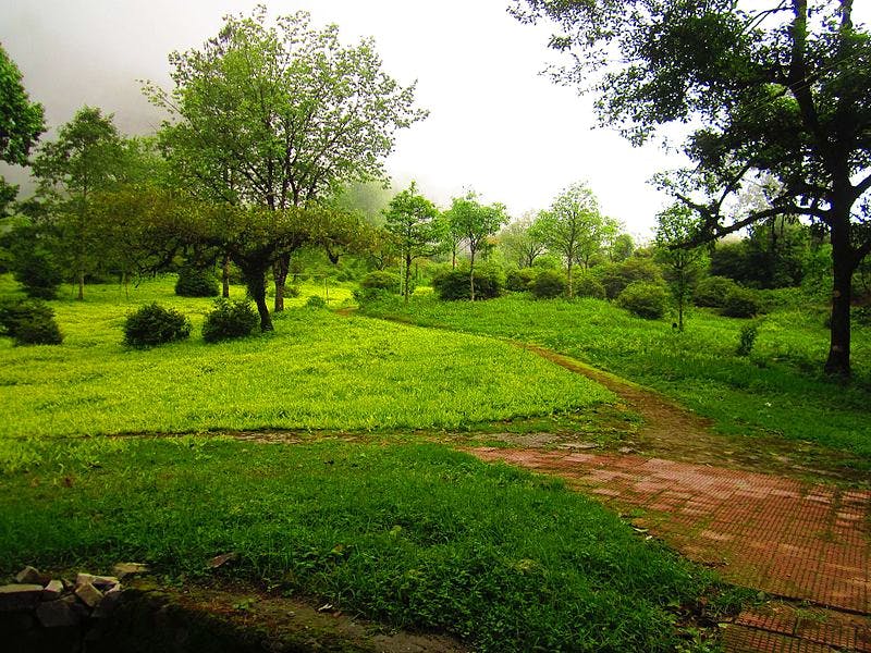 Natural landscape,Green,Nature,Tree,Natural environment,Sky,Grass,Vegetation,Nature reserve,Morning