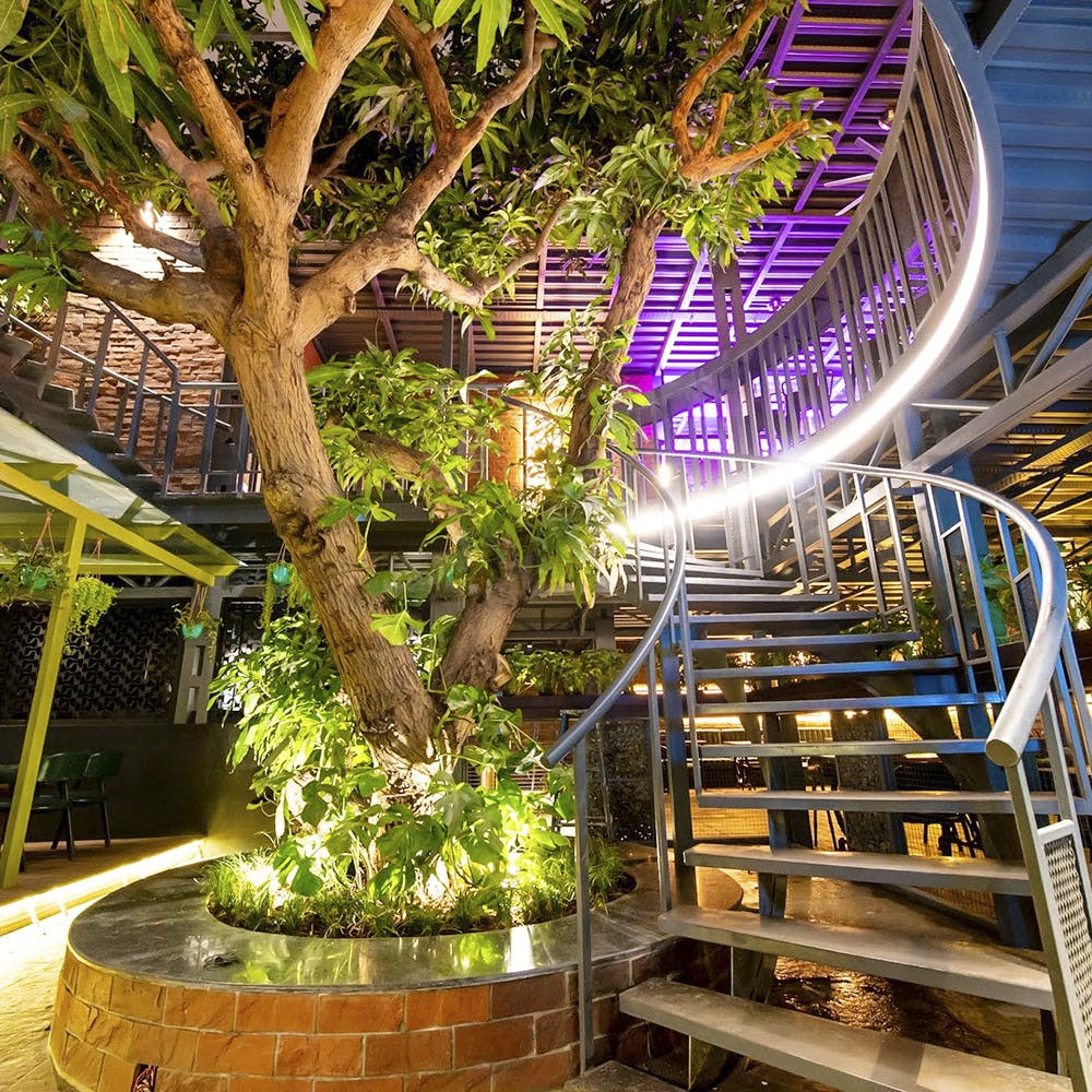 Tree,Botany,Lighting,Architecture,Building,Plant,Night,Houseplant,Lobby,Stairs