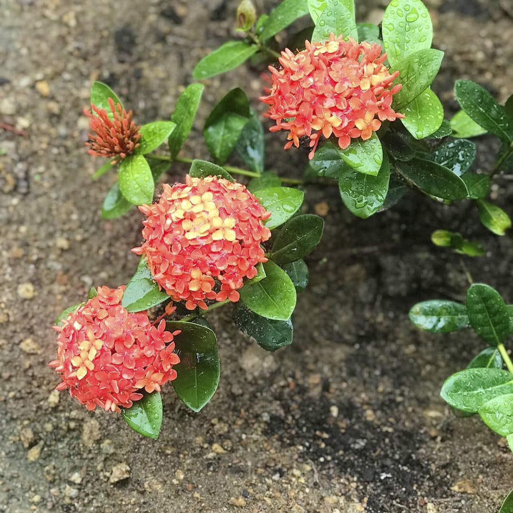 Flower,Flowering plant,Plant,prince of wales feathers,Subshrub,Soil,Verbena family,Lantana,Verbena,Amaranth family