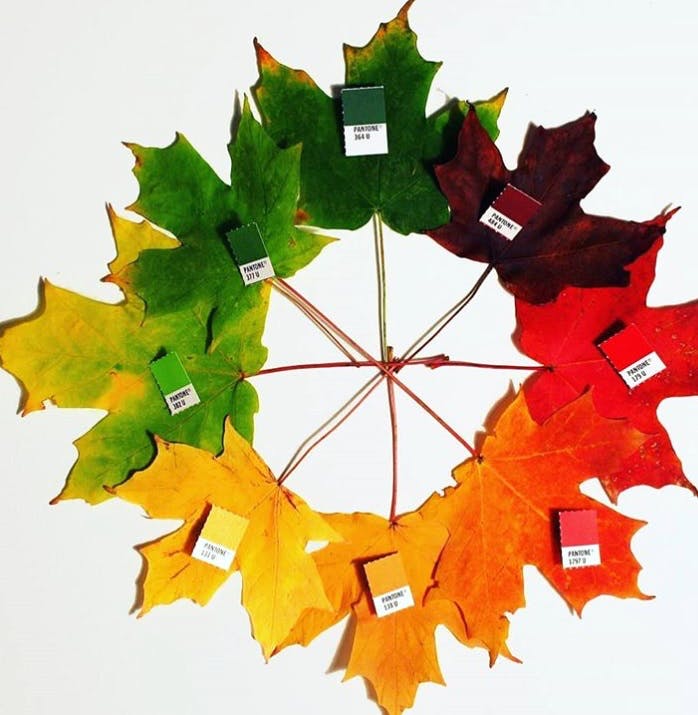 Leaf,Tree,Plant,Woody plant,Maple leaf,Christmas decoration,Plane,Paper,Paper product,Interior design