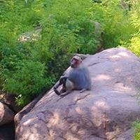Rock,Boulder,Grass,Plant community,Adventure,Bedrock,Old world monkey,Macaque