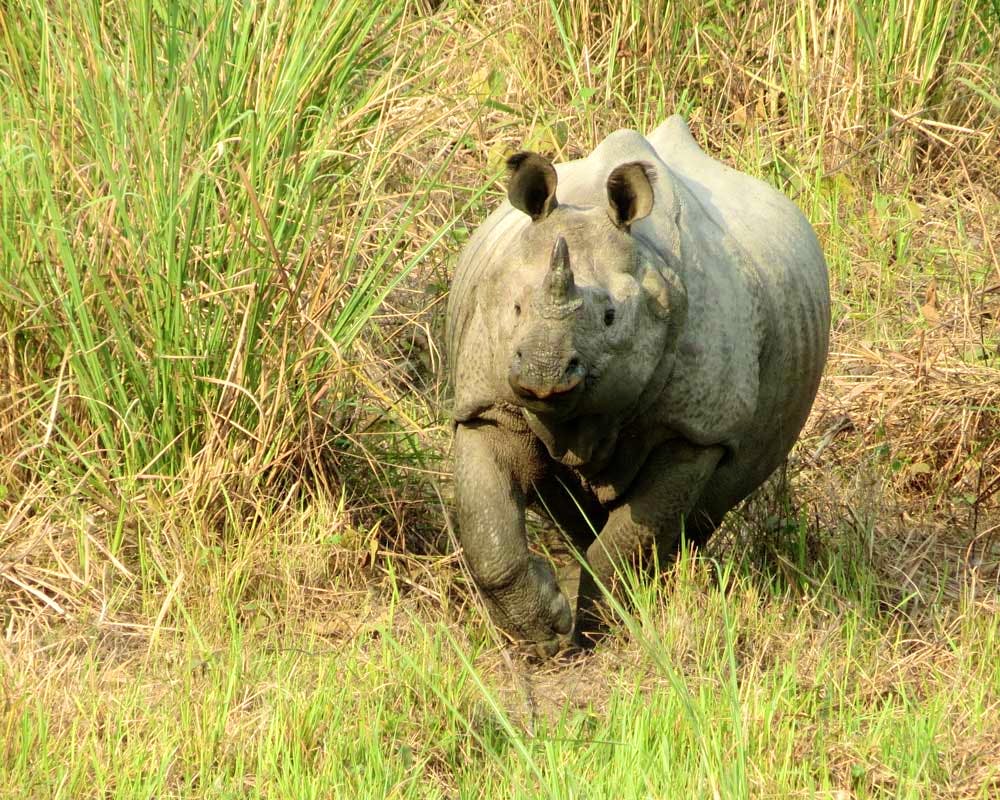 Rhinoceros,Vertebrate,Terrestrial animal,Wildlife,Mammal,Black rhinoceros,Indian rhinoceros,White rhinoceros,Horn,Nature reserve