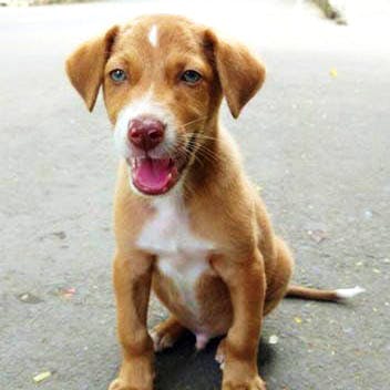 Dog,Dog breed,Canidae,Mammal,Street dog,Nose,Carnivore,Sporting Group,Labrador retriever,Companion dog