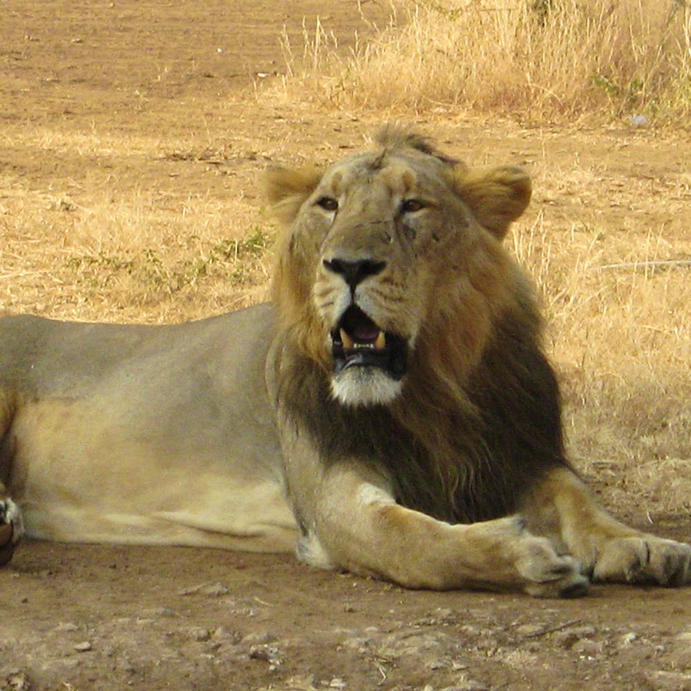 Mammal,Lion,Vertebrate,Wildlife,Terrestrial animal,Hair,Masai lion,Felidae,Big cats,Wilderness