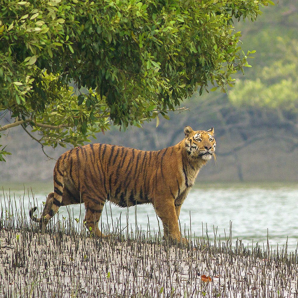 Mammal,Tiger,Wildlife,Vertebrate,Bengal tiger,Felidae,Terrestrial animal,Siberian tiger,Carnivore,Big cats