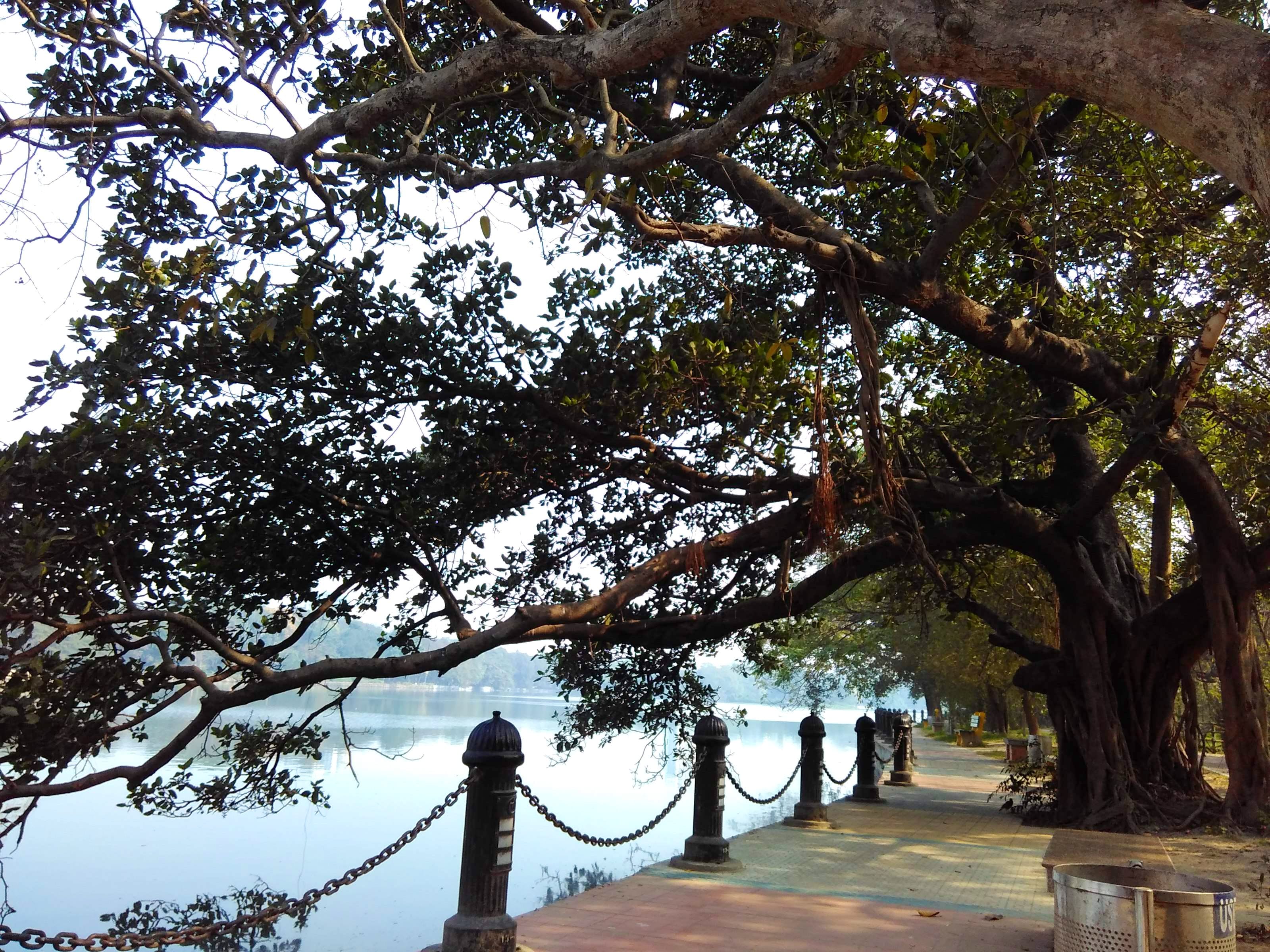 Tree,Woody plant,Branch,Sky,Plant,Botany,Iron,Spring,Trunk,Architecture