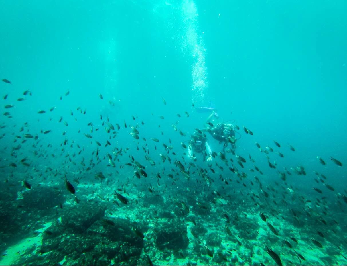 Underwater,Water,Green,Aqua,Blue,Marine biology,Turquoise,Organism,Sea,Ocean