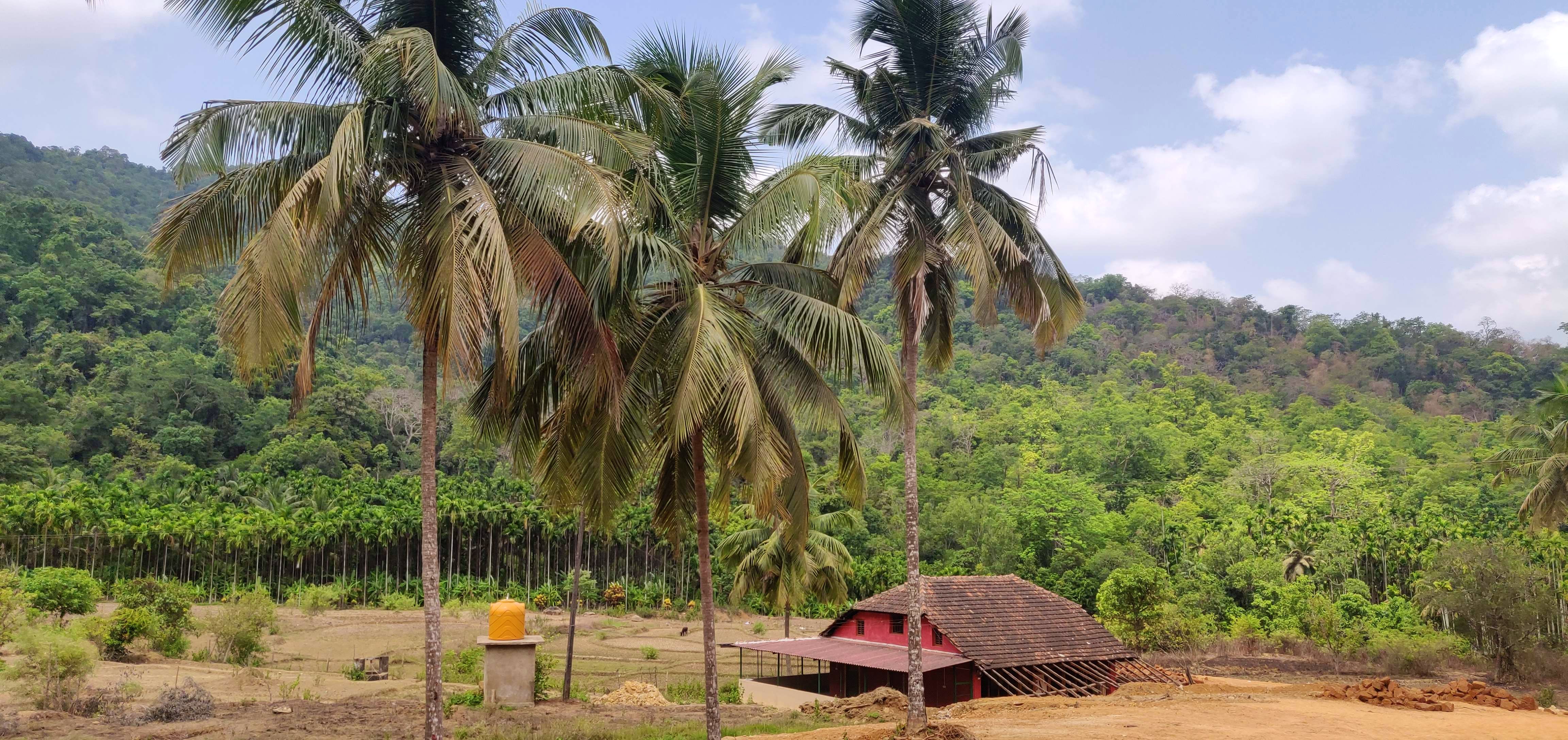 Tree,Palm tree,Elaeis,Arecales,Attalea speciosa,Date palm,Plant,Woody plant,Adaptation,Coconut