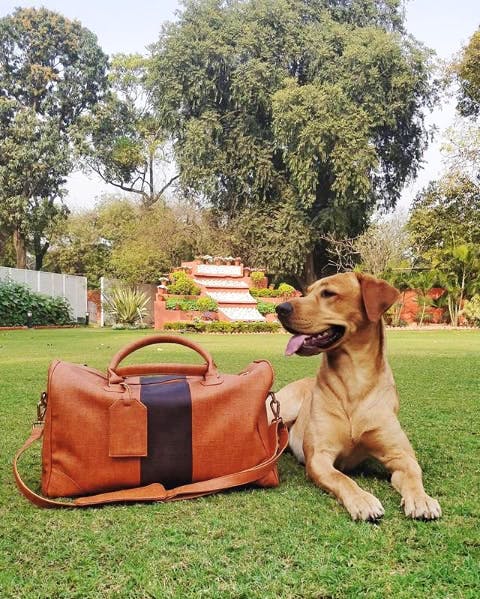 Canidae,Dog,Dog breed,Rhodesian ridgeback,Grass,Picnic,Carnivore,Companion dog,Bag,Vizsla