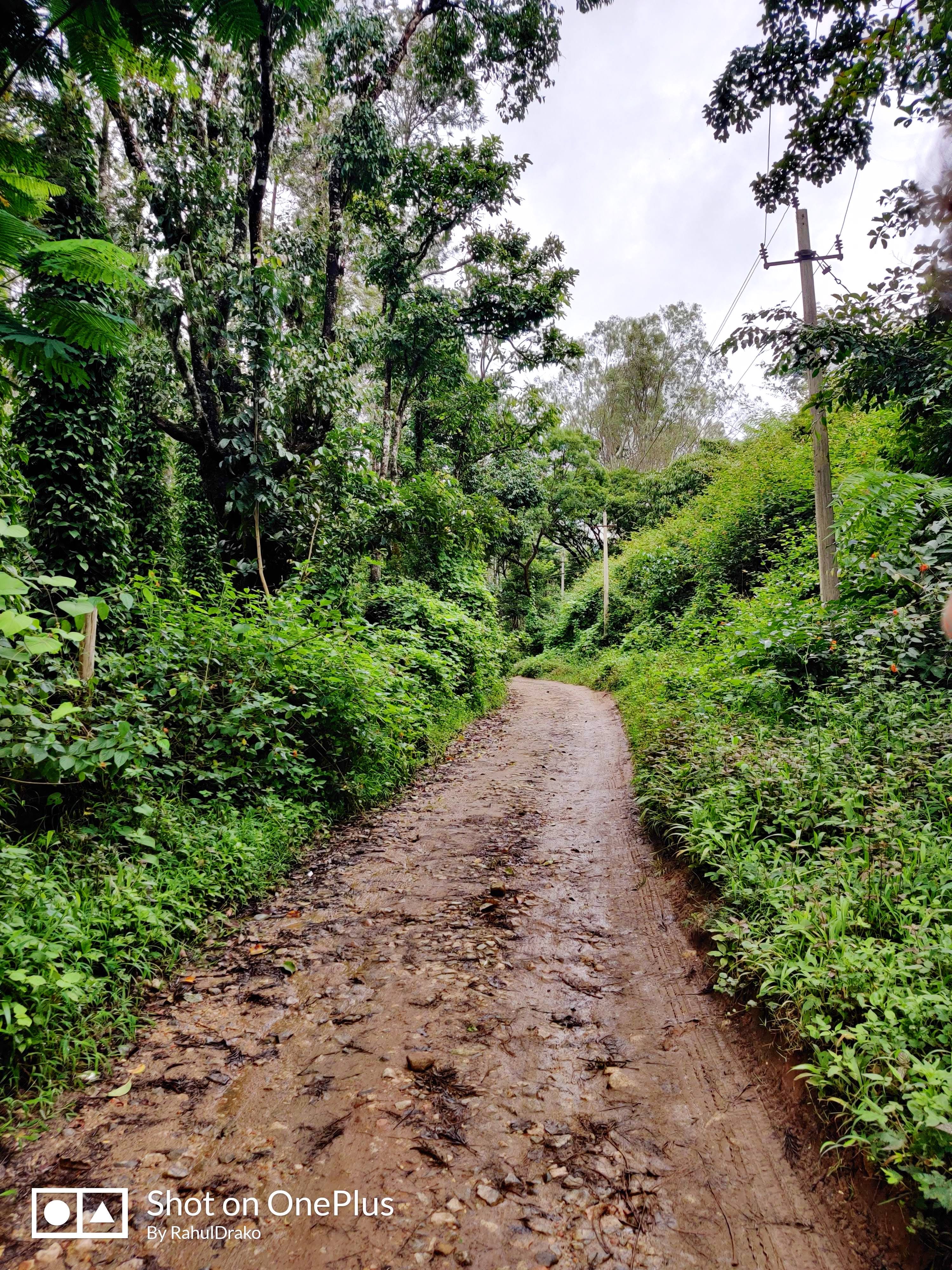 Trail,Vegetation,Dirt road,Nature,Tree,Natural environment,Forest,Nature reserve,Natural landscape,Path