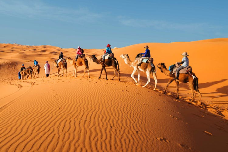 Desert,Camel,Sand,Natural environment,Arabian camel,Camelid,Sahara,Aeolian landform,Erg,Dune