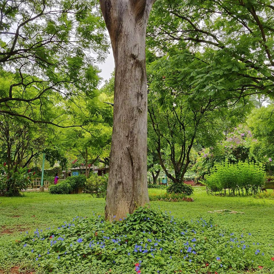 Tree,Green,Plant,Vegetation,Woody plant,Grass,Trunk,Botany,Branch,Leaf