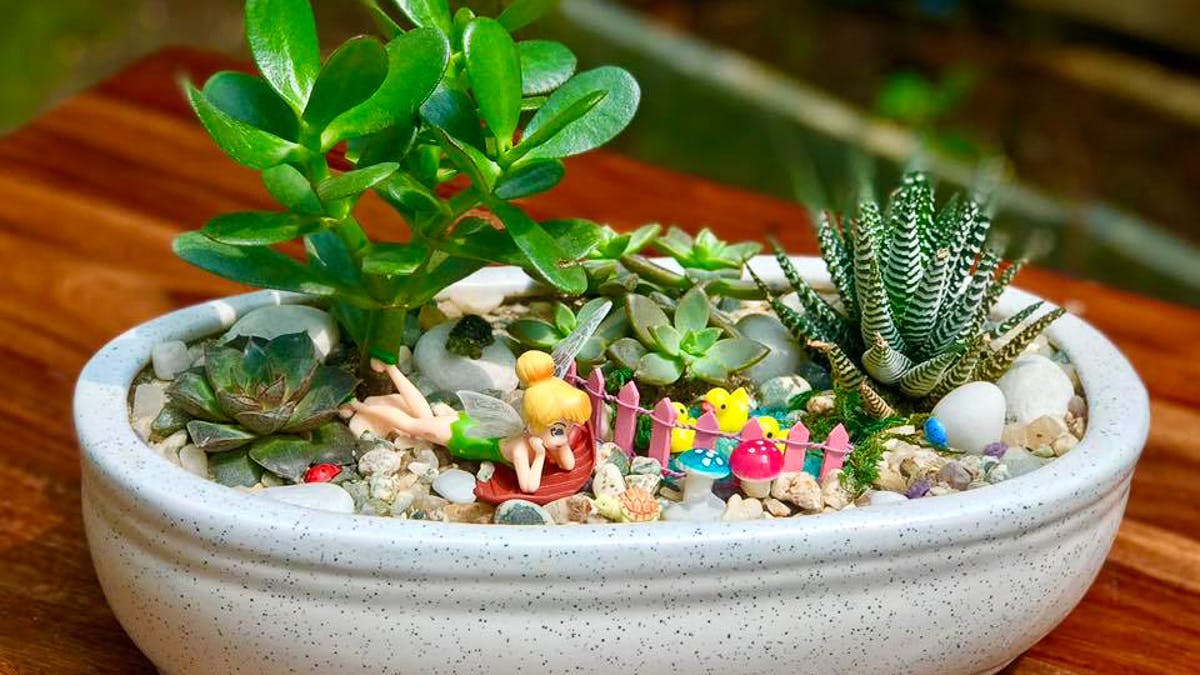 Mud Forest, Online Terrariums LBB, Hyderabad