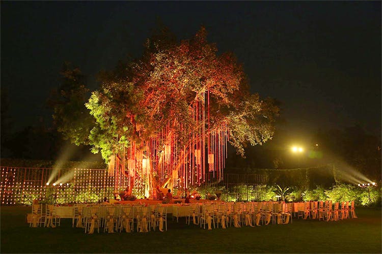 Night,Lighting,Light,Sky,Red,Tree,Woody plant,Plant,Darkness,Midnight