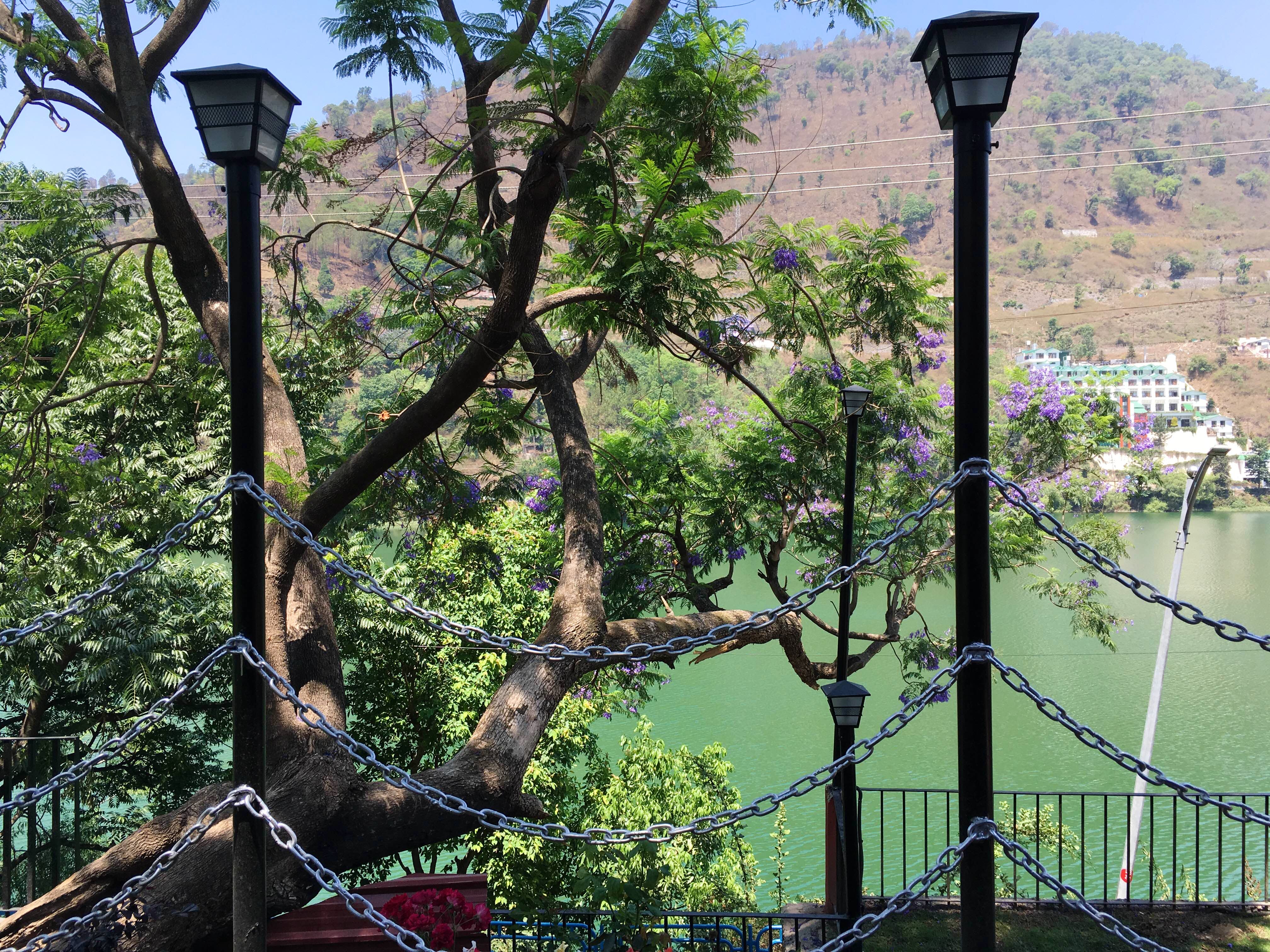 Tree,Street light,Iron,Woody plant,Plant,Branch,Architecture,Light fixture,Tourism,City