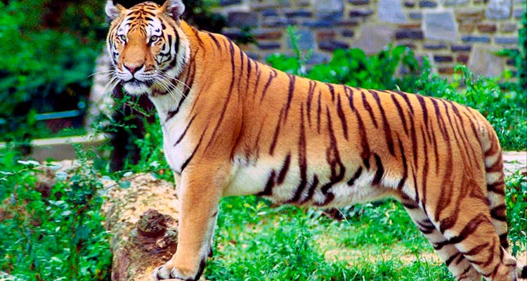Tiger,Terrestrial animal,Vertebrate,Wildlife,Bengal tiger,Mammal,Siberian tiger,Felidae,Whiskers,Carnivore