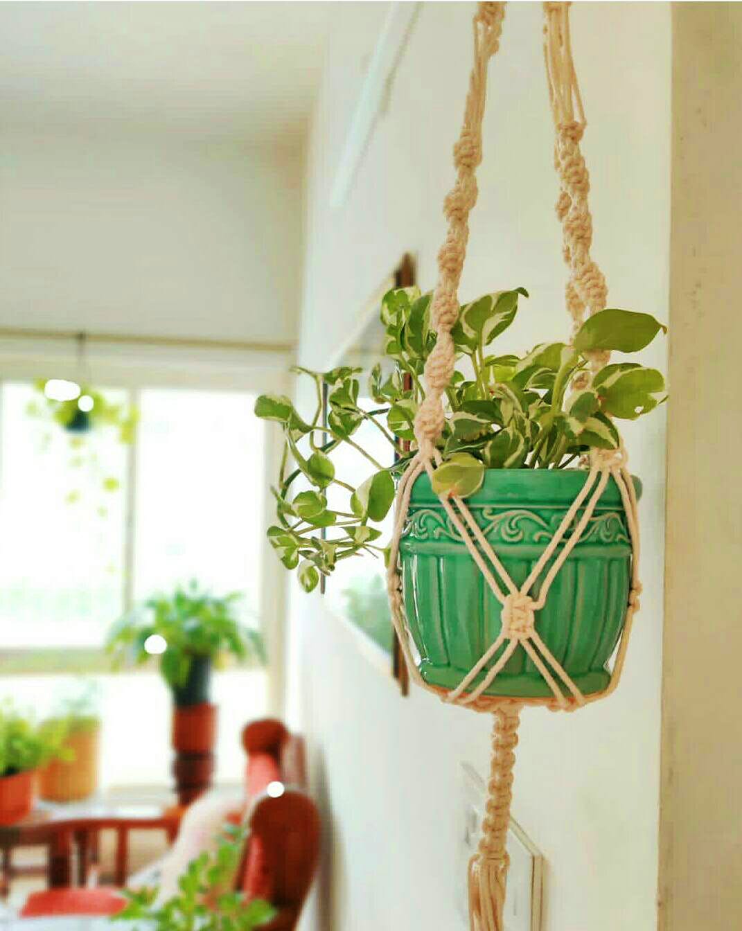 Flowerpot,Green,Houseplant,Plant,Flower,Room,Herb,Vascular plant,Interior design