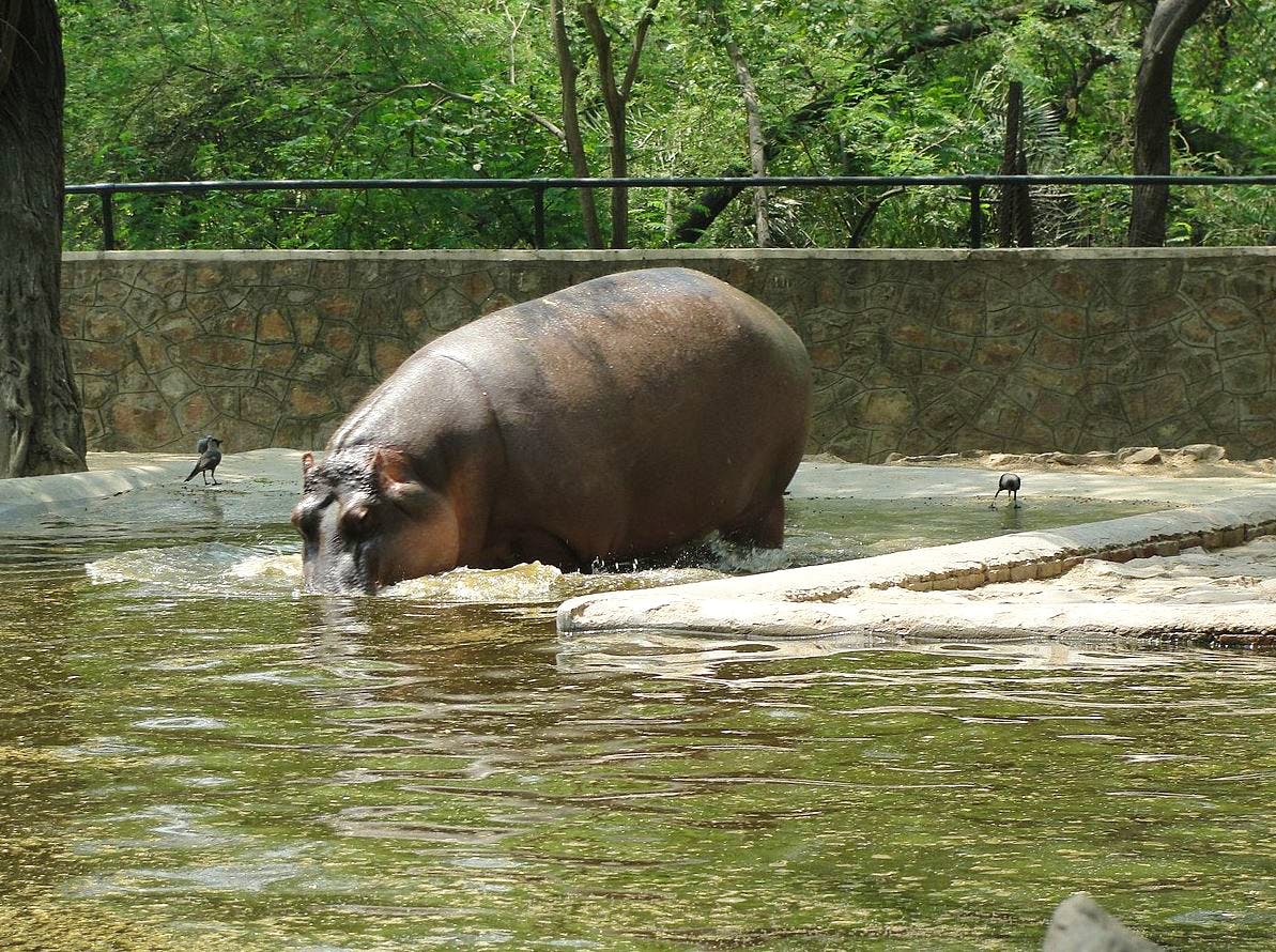 Visit the Delhi Zoo For A Fun Family Outing | LBB, Delhi