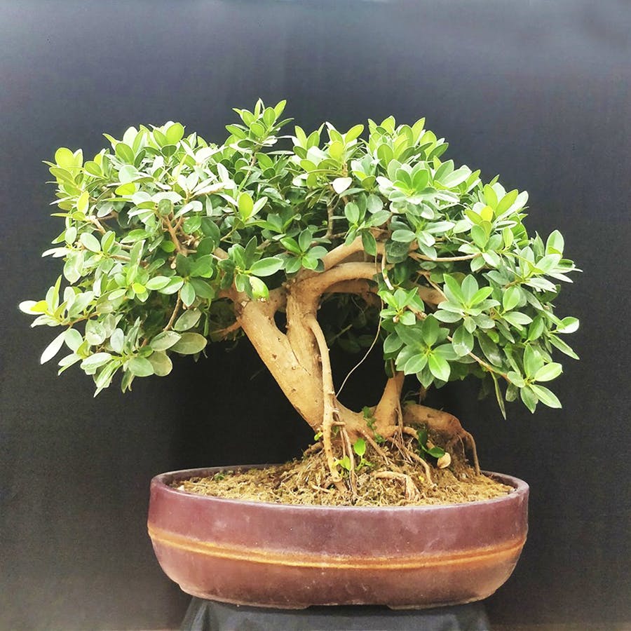 Flower,Plant,Flowerpot,Houseplant,Bonsai,Sageretia theezans,Tree,Woody plant,Flowering plant,Shrub