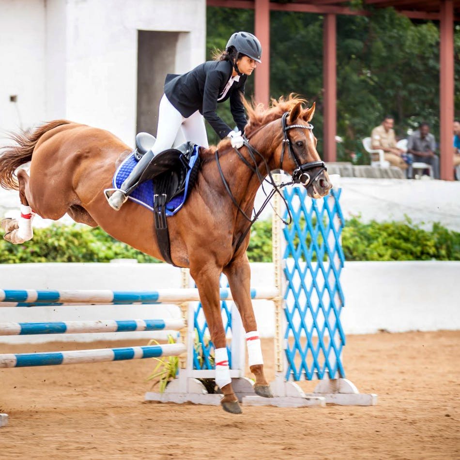 Horse,Bridle,Animal sports,Mammal,Sports,Halter,Show jumping,Rein,Vertebrate,Equestrian