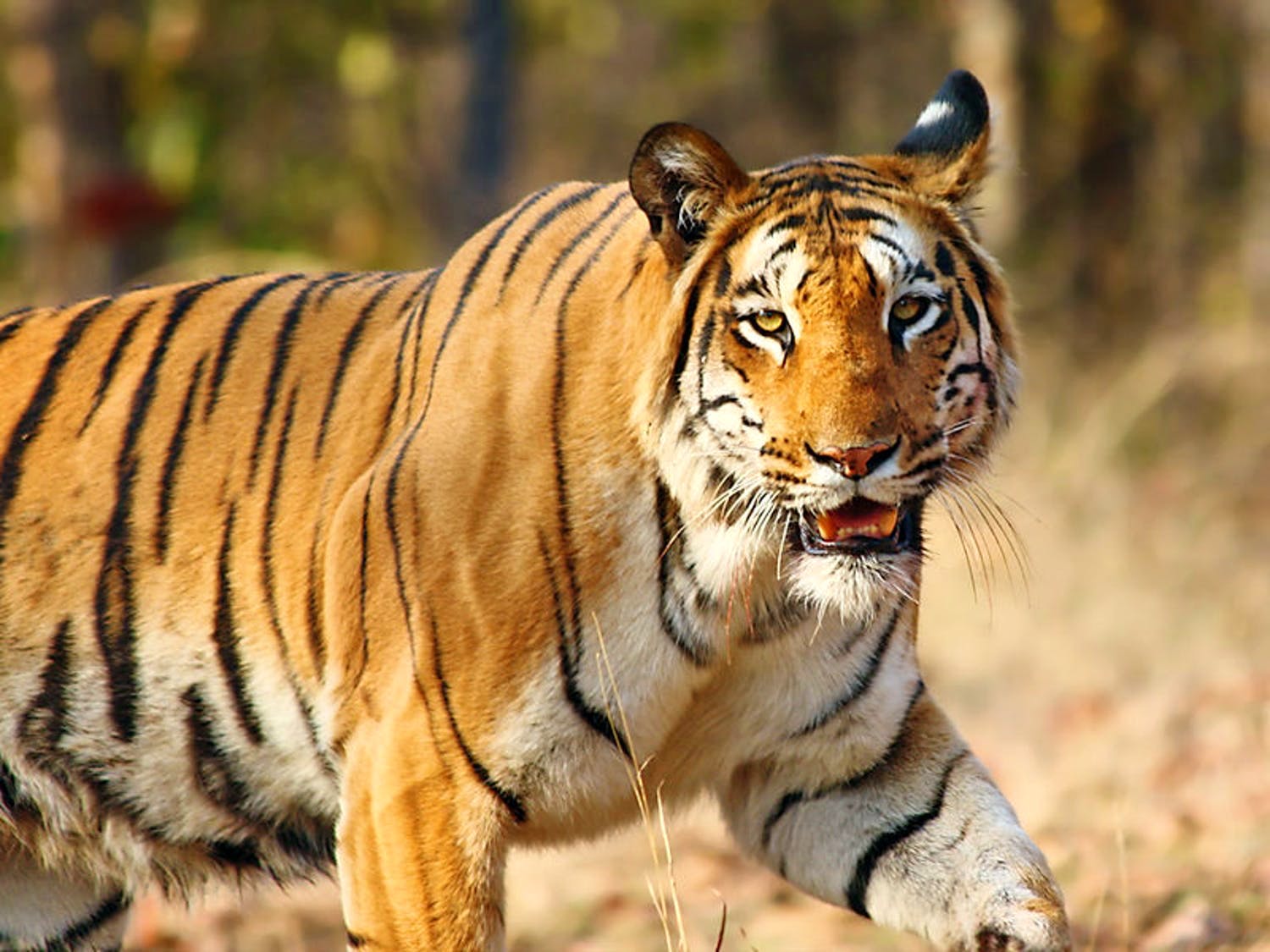 Tiger,Wildlife,Terrestrial animal,Mammal,Vertebrate,Bengal tiger,Siberian tiger,Felidae,Whiskers,Carnivore