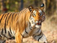 Visit The Wildlife Sanctuaries In West Bengal LBB Kolkata