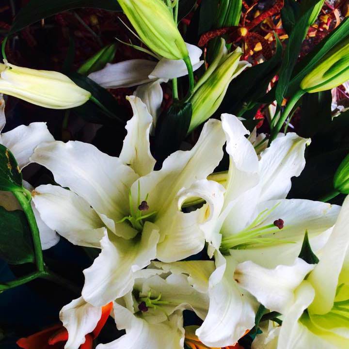 Flower,Flowering plant,White,Lily,Plant,Petal,Gladiolus,Dendrobium sanderae,Bouquet,Terrestrial plant